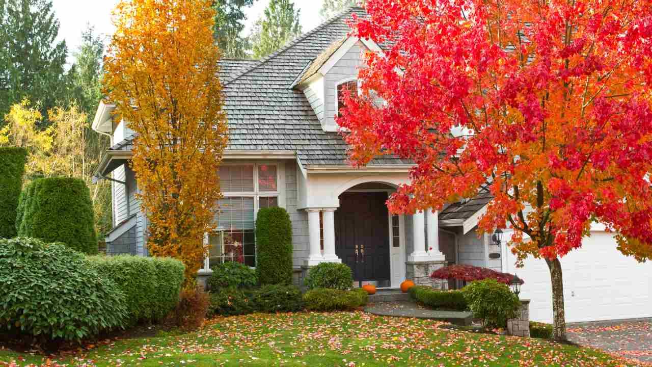 seasonal tree service