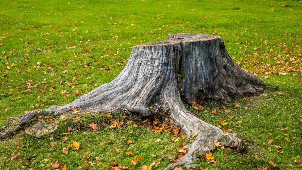 stump grinding