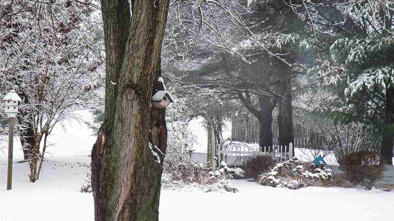 winter tree protection