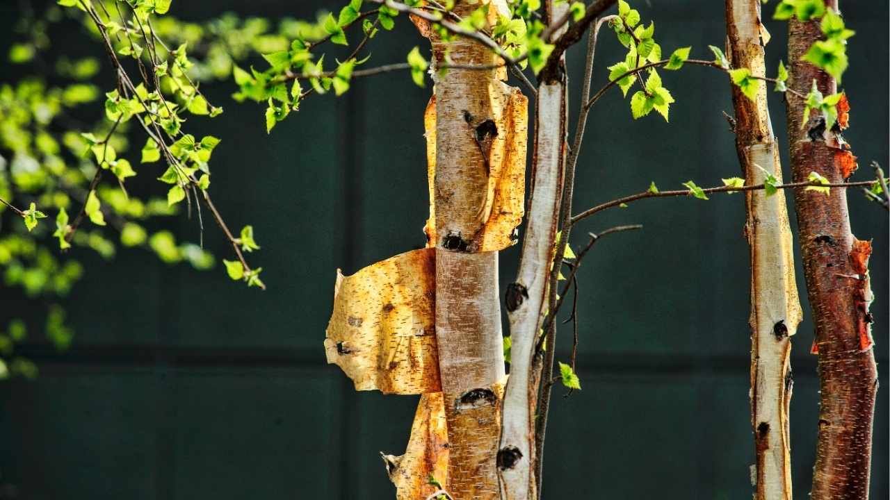 signs of tree disease