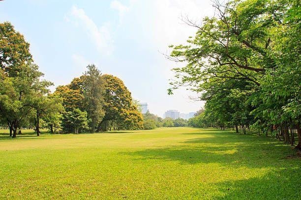 a stretch of trees on a lawn newly landscaped