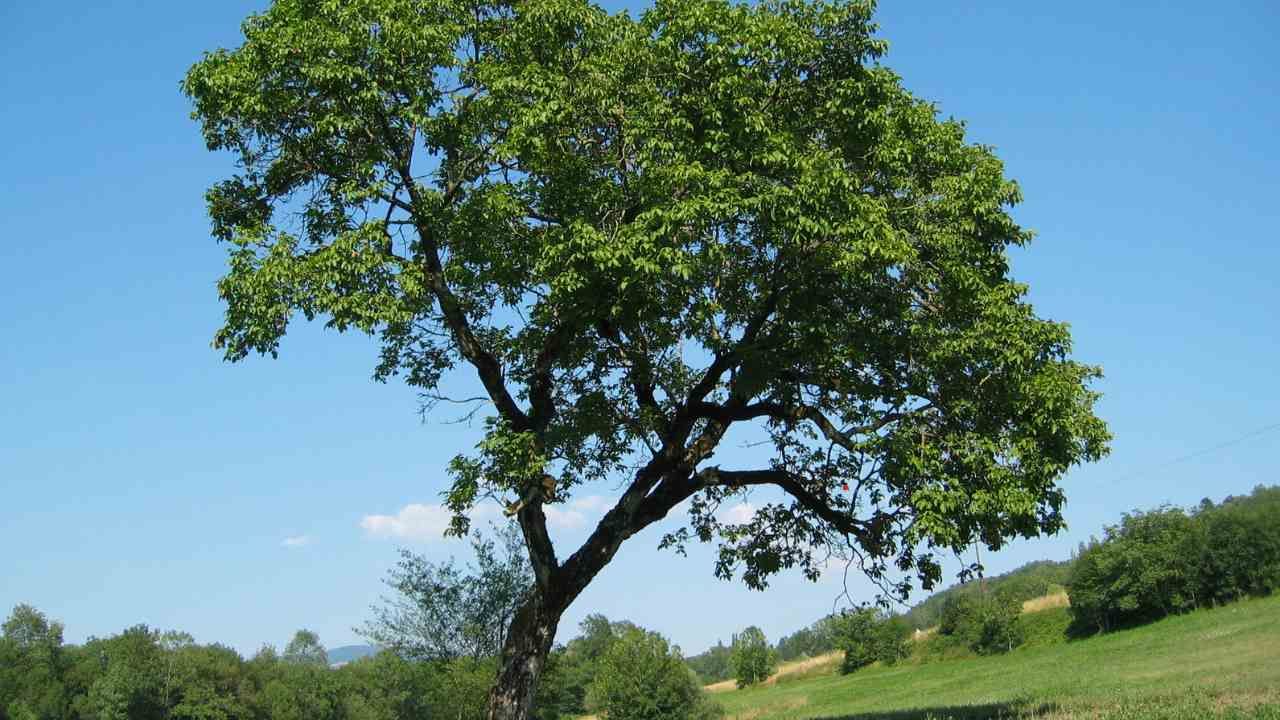 leaning tree dangers