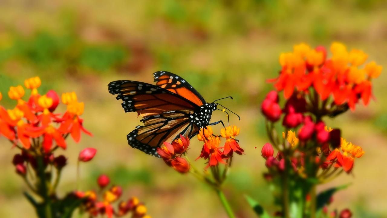 landscaping for biodiversity