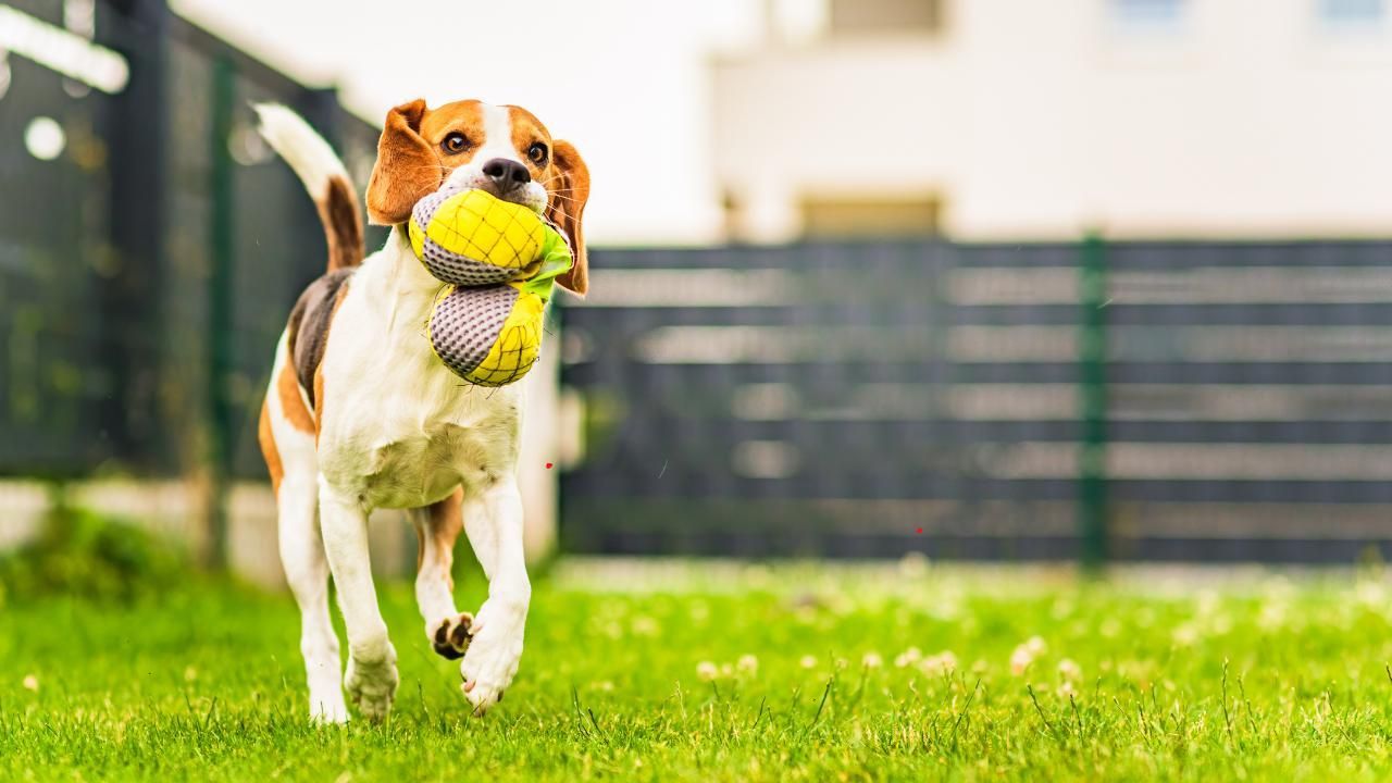 Pet-friendly landscaping