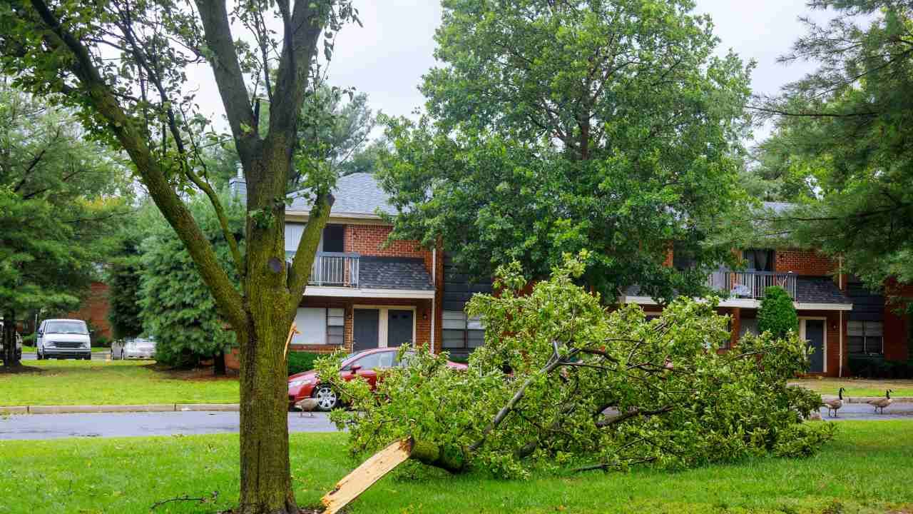 tree care tips