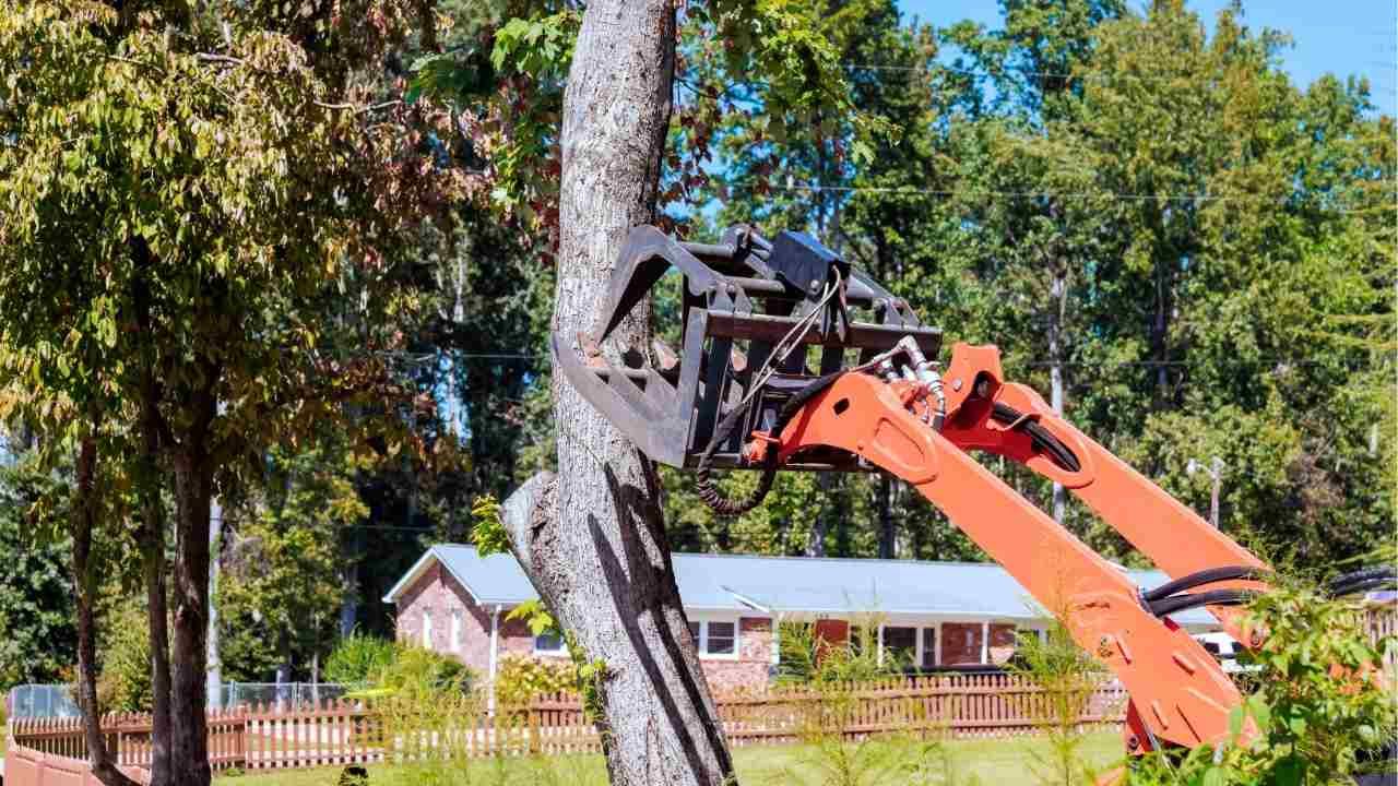 protect landscape during tree removal