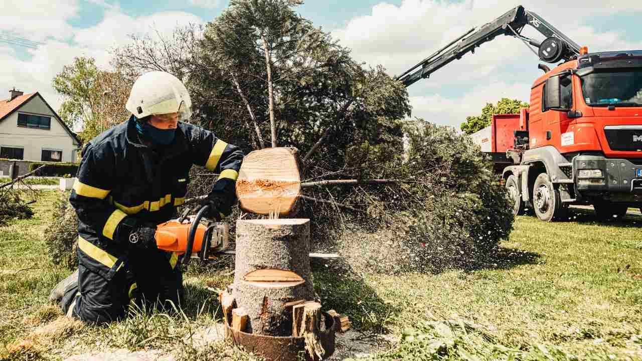 safe tree removal