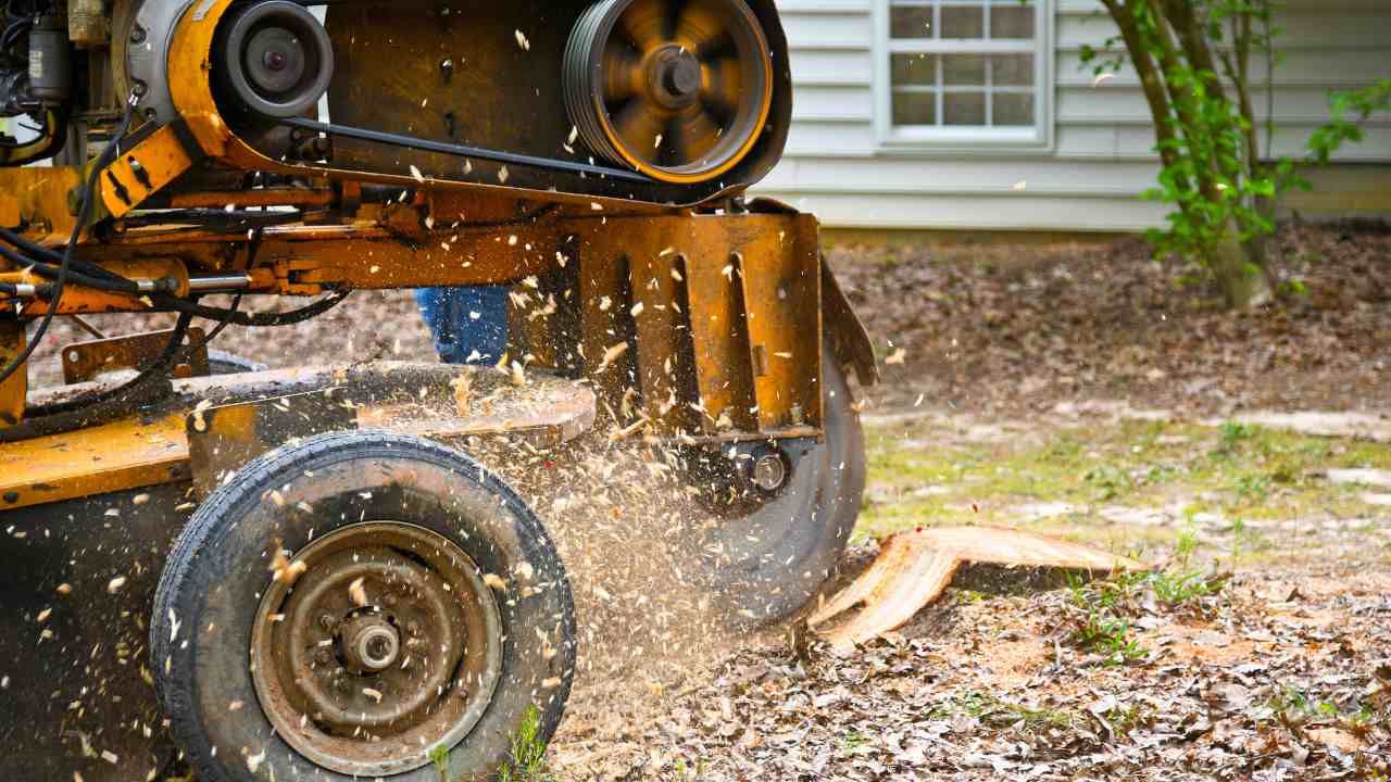 Stump grinding in New Haven CT