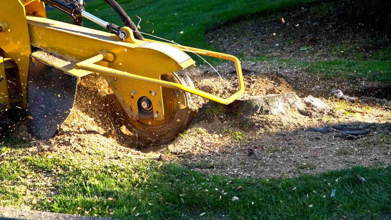 stump removal