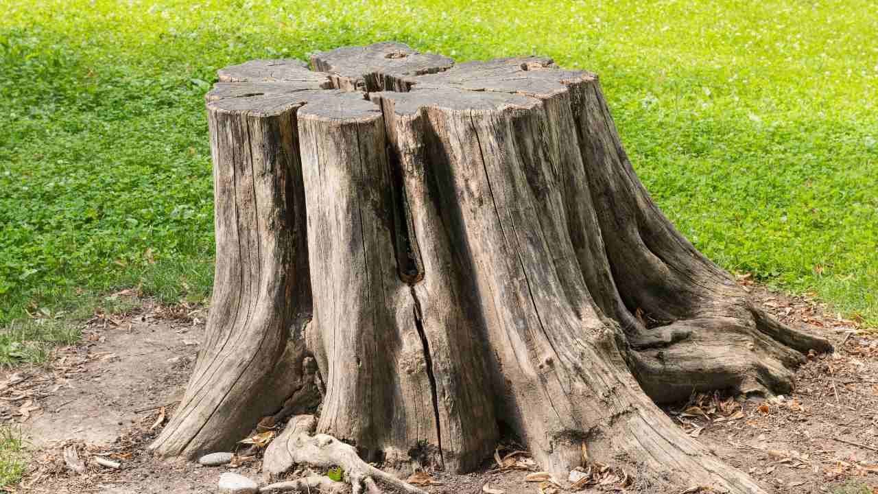 A tree stump surrounded by lush green grass.