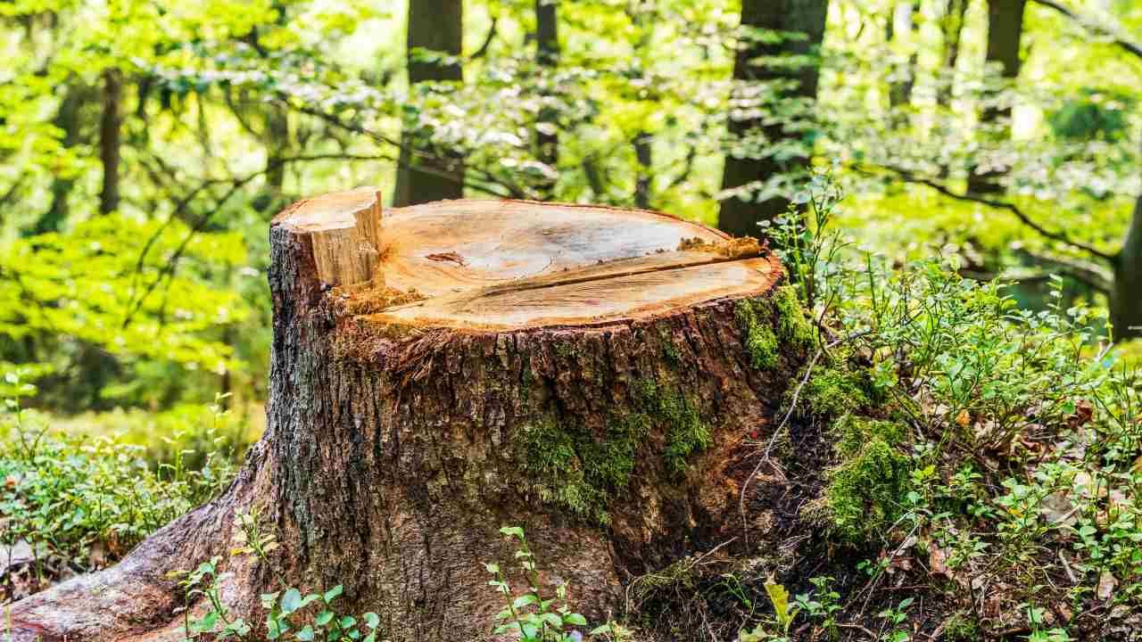 stump grinding