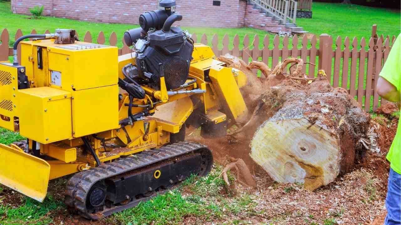 professional tree services