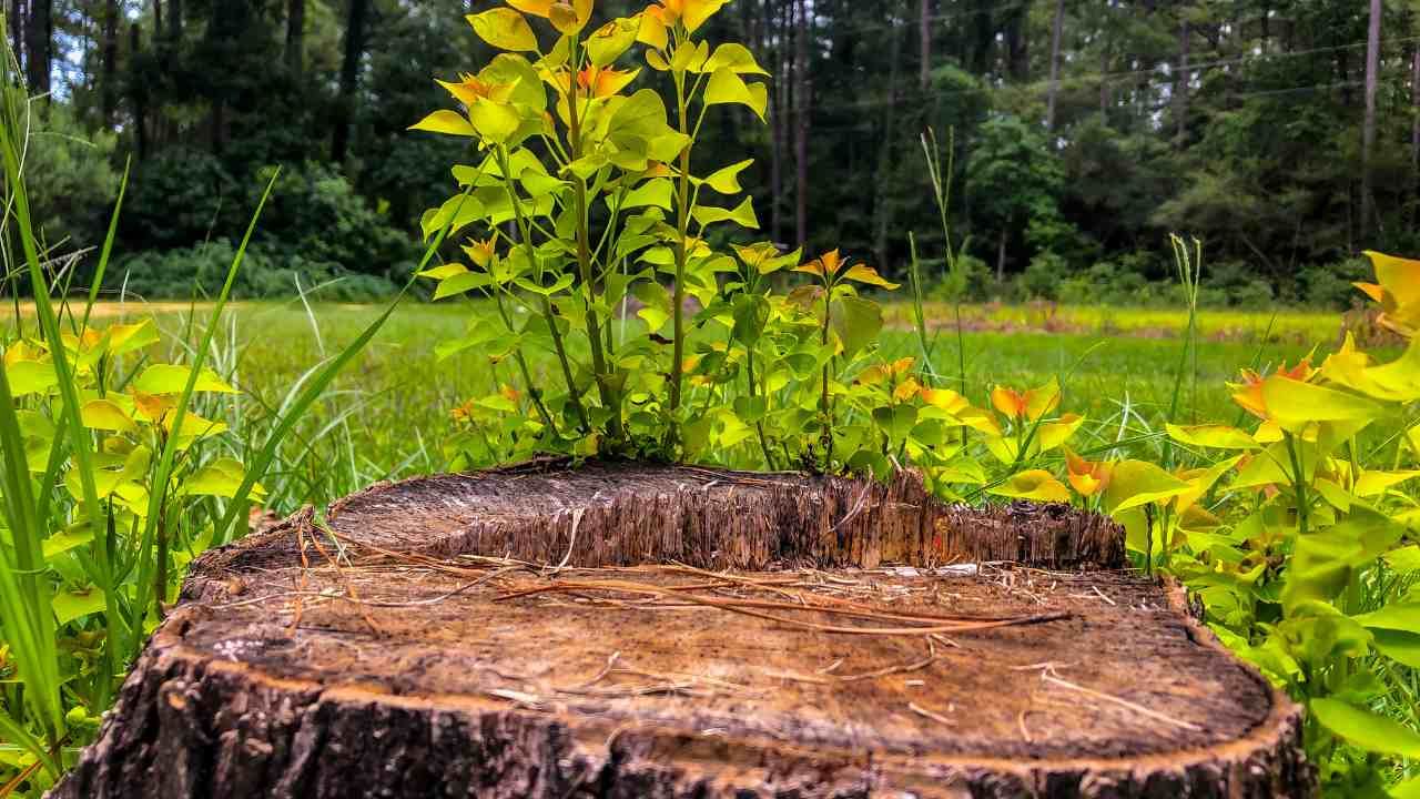 stump grinding