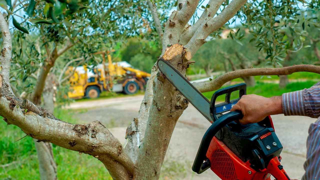 tree care tips
