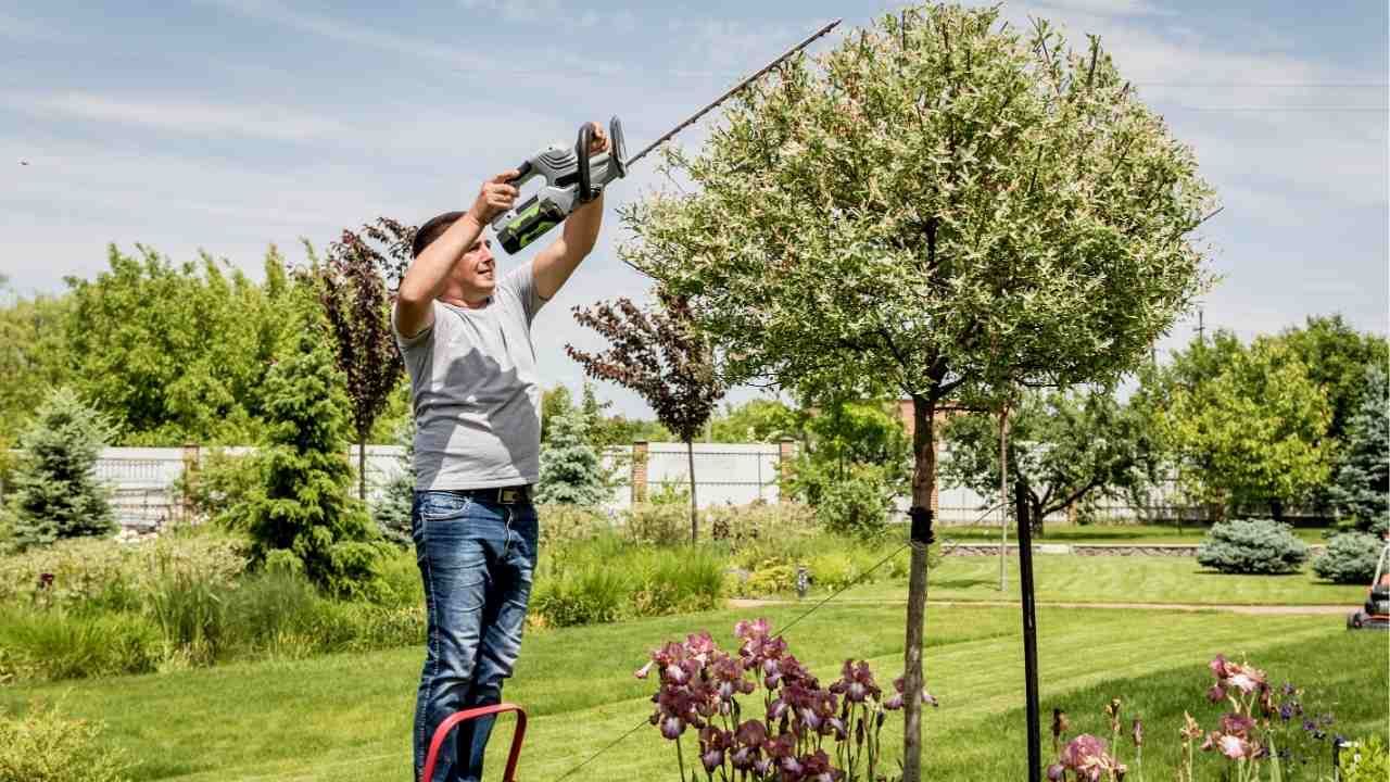 tree trimming tips