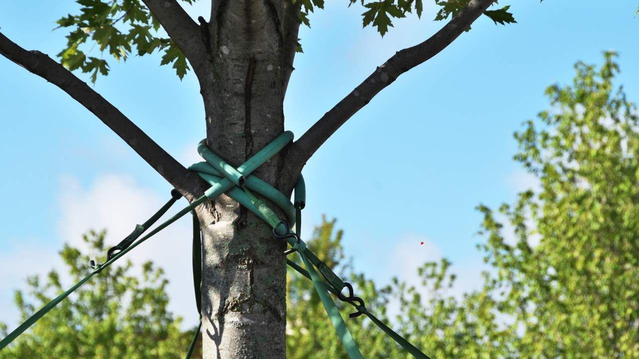 tree cabling
