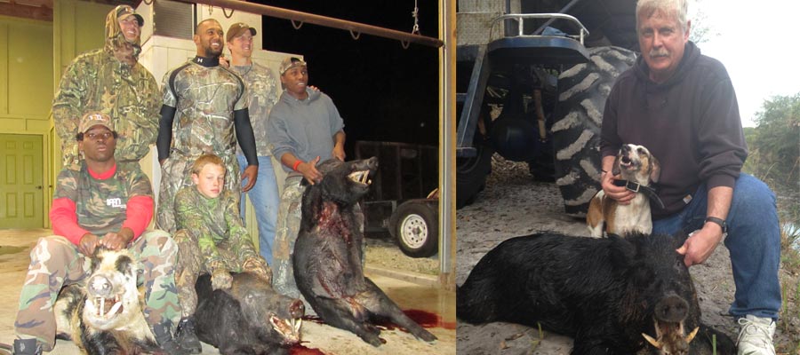 wild boar hunting, Florida