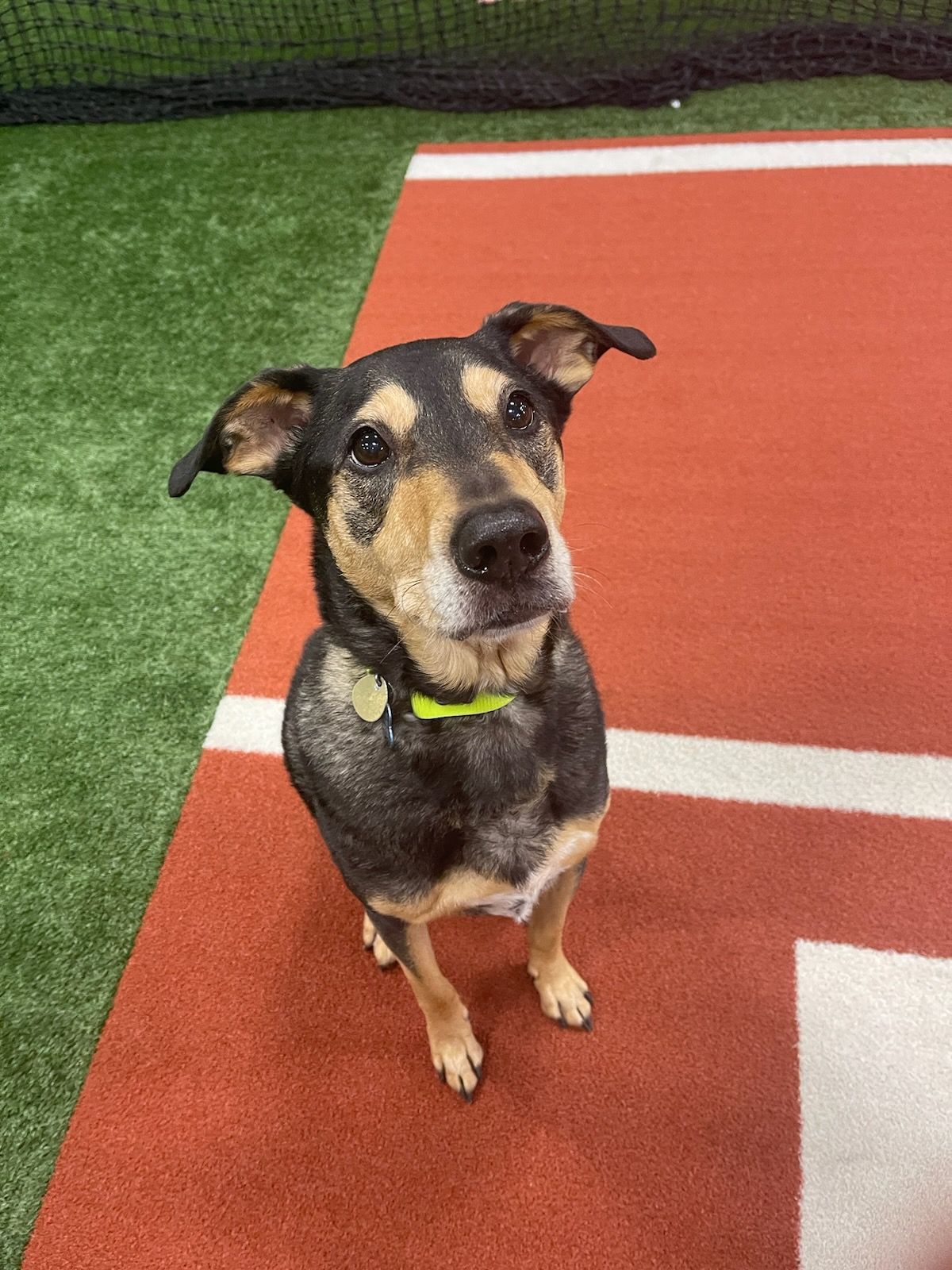 6 rings mascot Deuce is A dog is standing on a baseball field looking up at the camera.