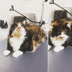 Cat — Domestic Long-haired Cat in Southlake, TX