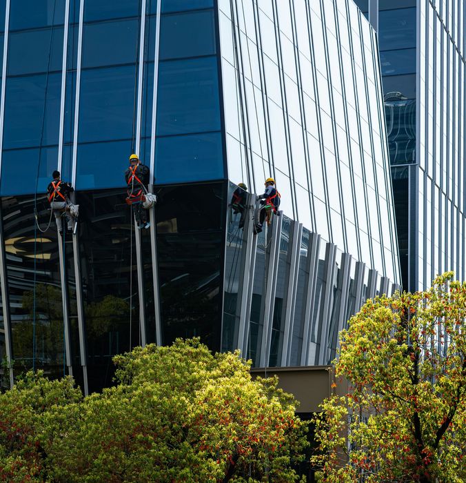 Workers on ropes cleaning a glass skyscraper beside leafy trees