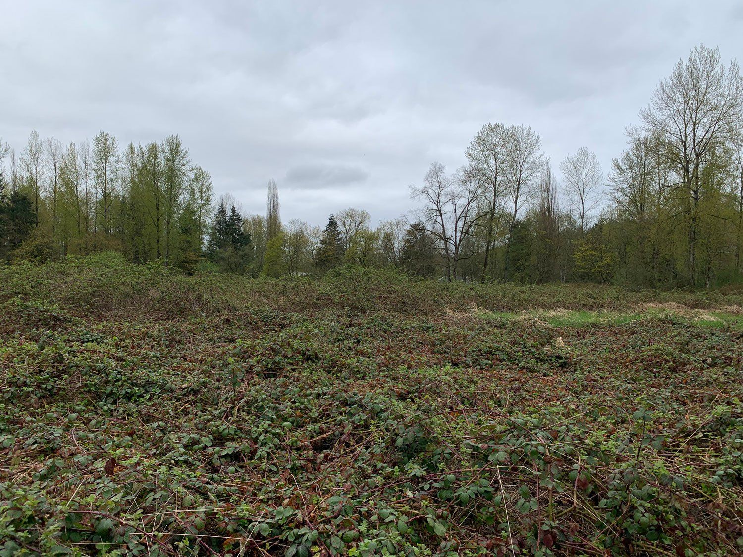 Before Field Mowing — Snohomish, WA, — Smokey’s Tractor Werx & Excavation Inc.