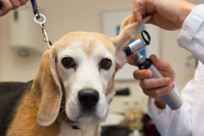 Beagle at Veterinarian - Animal Hospital in Dorchester, MA