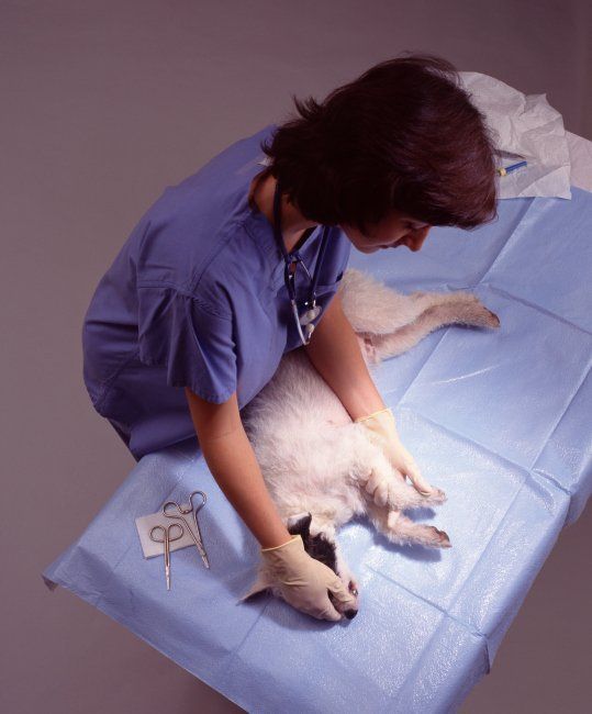 Female Examine a dog - Animal Hospital in Dorchester, MA
