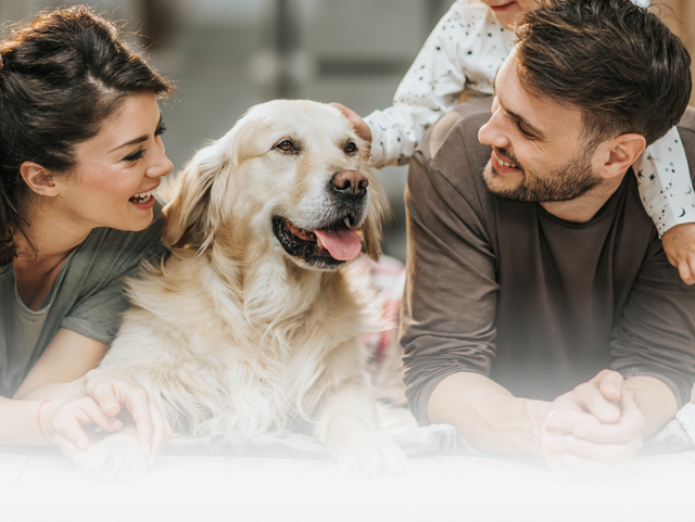 A family lies on a surface together, smiling and petting a golden retriever in the center.
