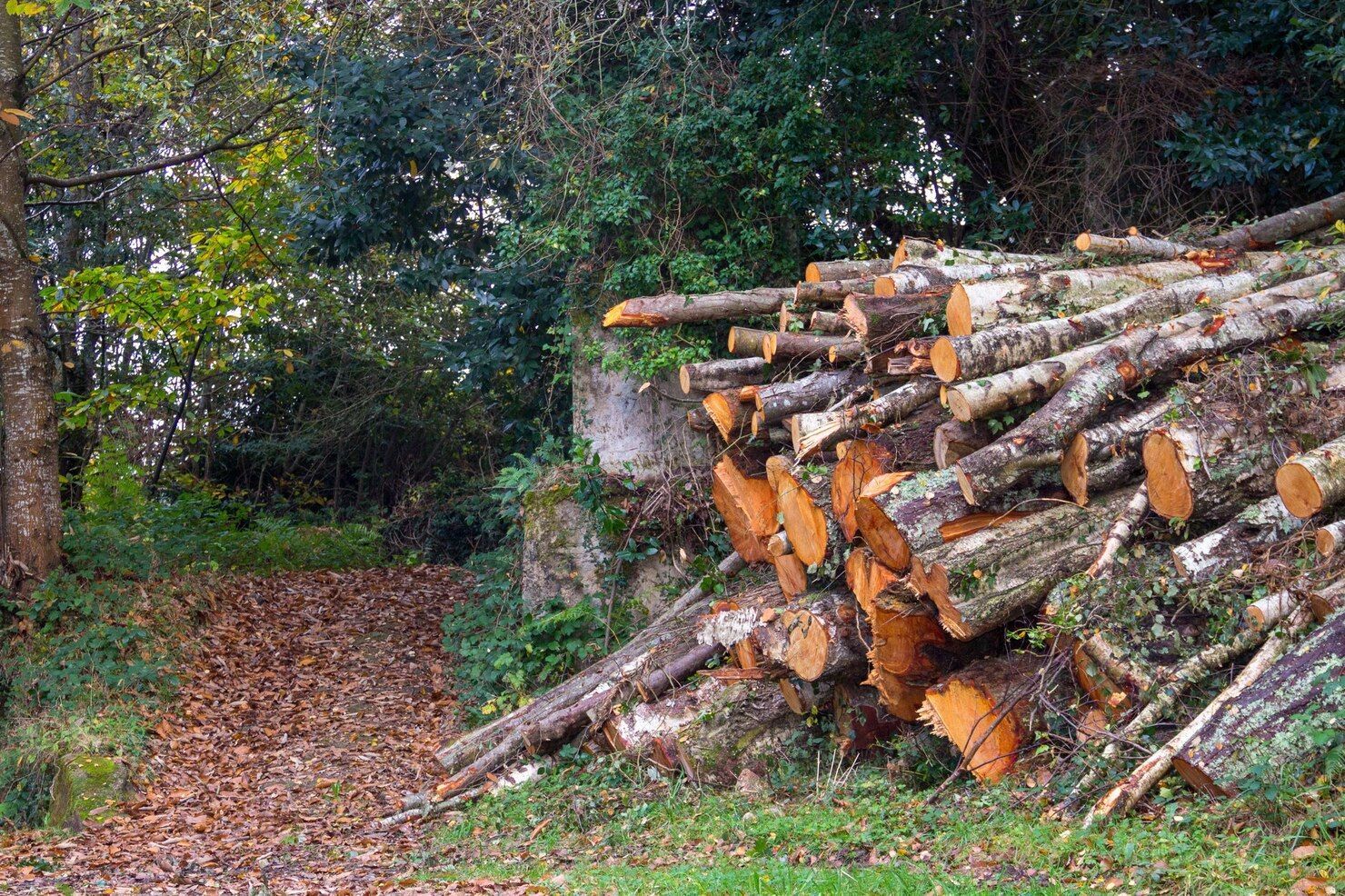 Pile of freshly cut logs alongside a path in a wooded area. Brown logs contrast with green foliage.