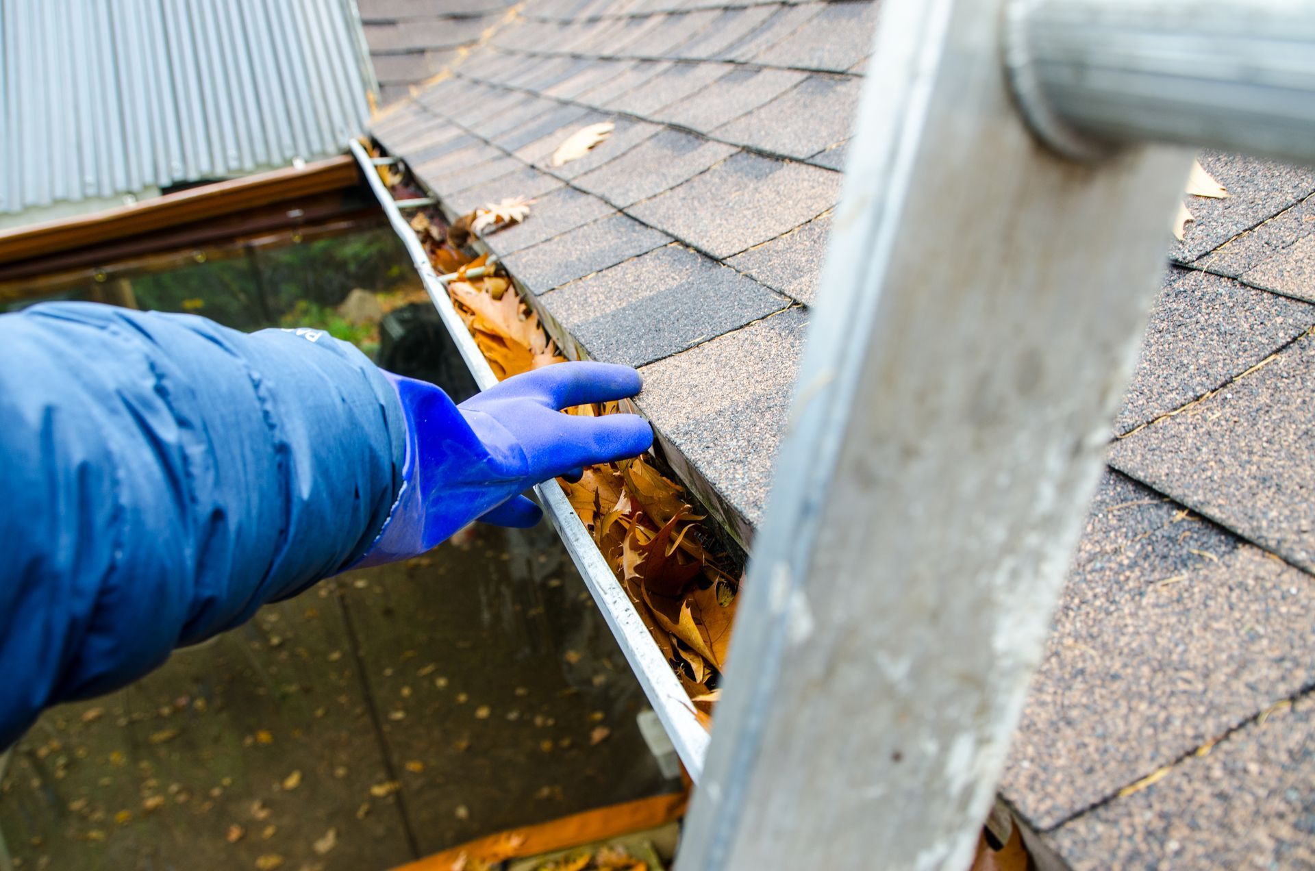 Close-up of a worker's hand with a blue glove, removing leaves from the gutter, to perform cleaning. Close-up of a worker's hand with a blue glove, removing leaves from the gutter, to perform cleaning.