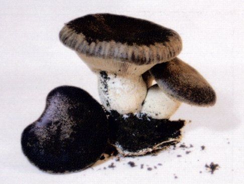 cardoncelli mushrooms pleurotus eryngii strain 3065