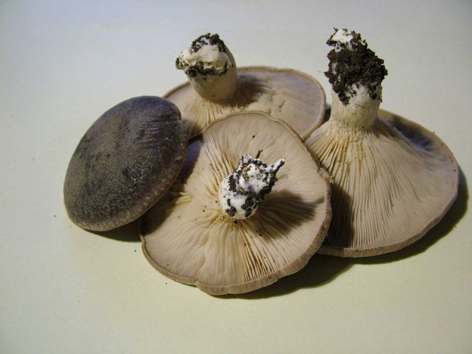 funghi cardoncelli con residui di terra