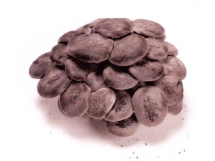 cardoncello様 Cardoncello Mycelium Mushroom | MYCELIUM MUSHROOM | seednet