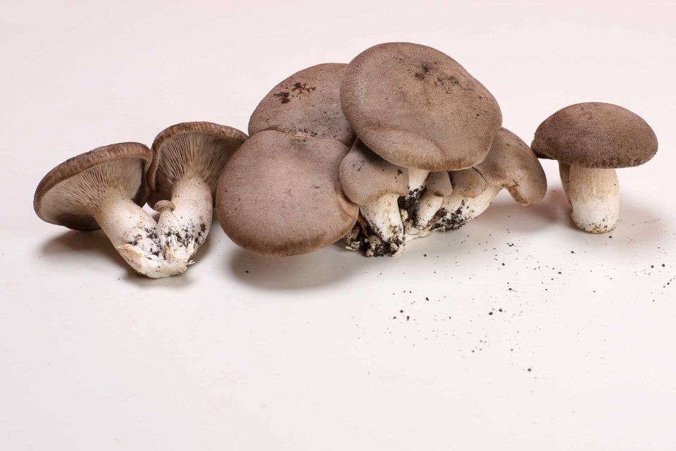 Cardoncelli mushrooms pleurotus eryngii strain 3060 (146)