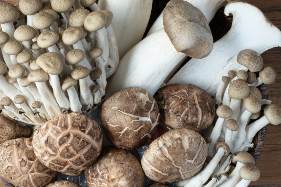 vendita di ballette di funghi cardoncelli di Puglia