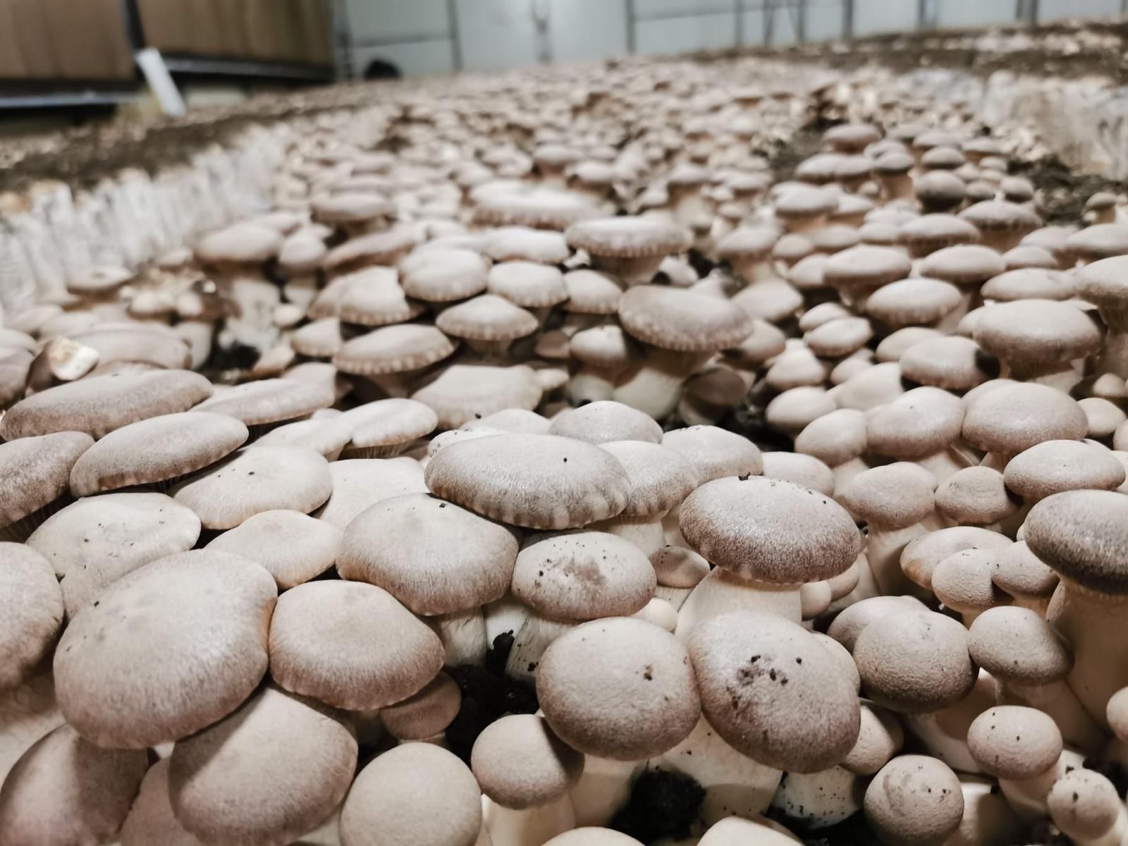 Funghi in un cesto intrecciato, di varie dimensioni e tonalità di marrone.