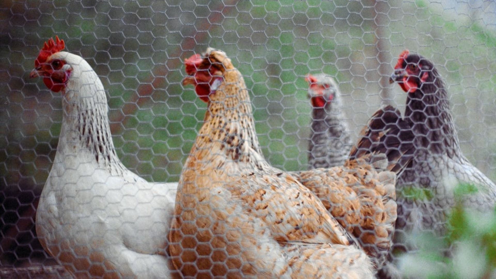 Un grupo de gallinas se encuentra en un gallinero detrás de una cerca de alambre.