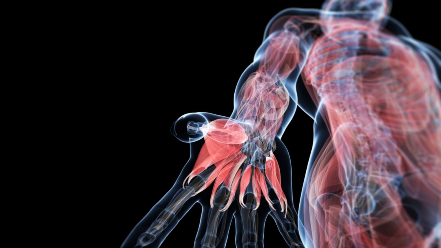 Anatomical illustration of arm and hand muscles, in red, with veins in blue, against a black background.