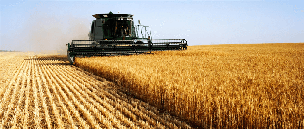A combine harvester harvesting a field of golden wheat under a clear blue sky.