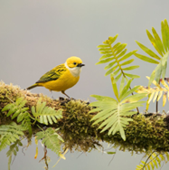 Yellow tanager perched on mossy branch with green ferns.