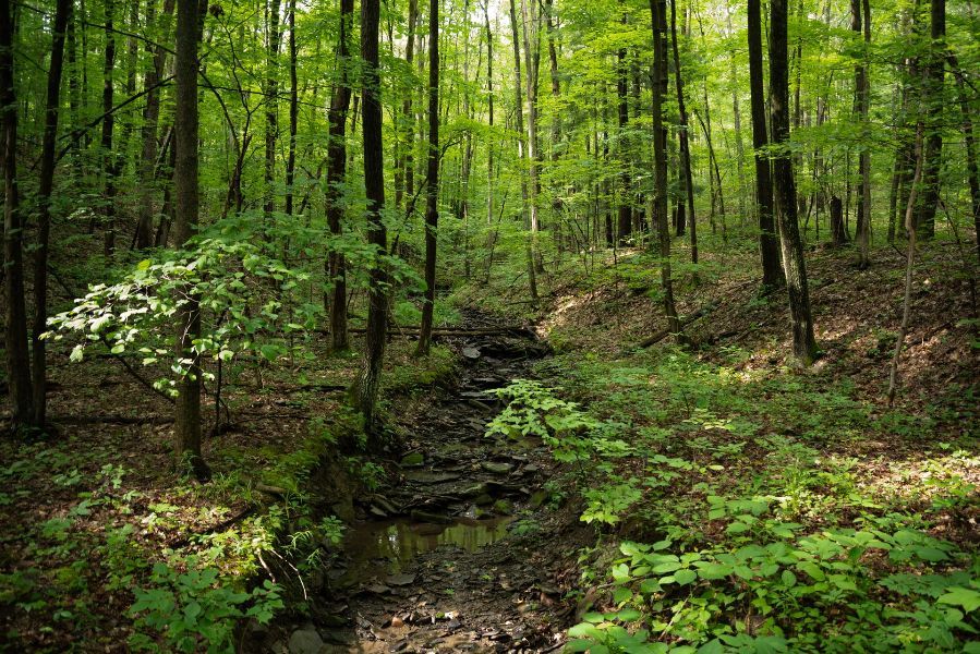 Finger Lakes National Forest