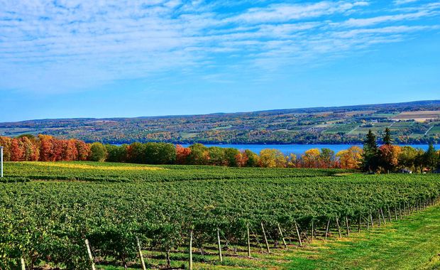 A vineyard with a lake in the background and trees in the foreground.