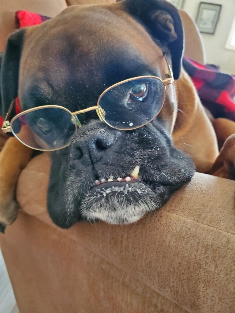 A boxer dog wearing glasses is laying on a couch.