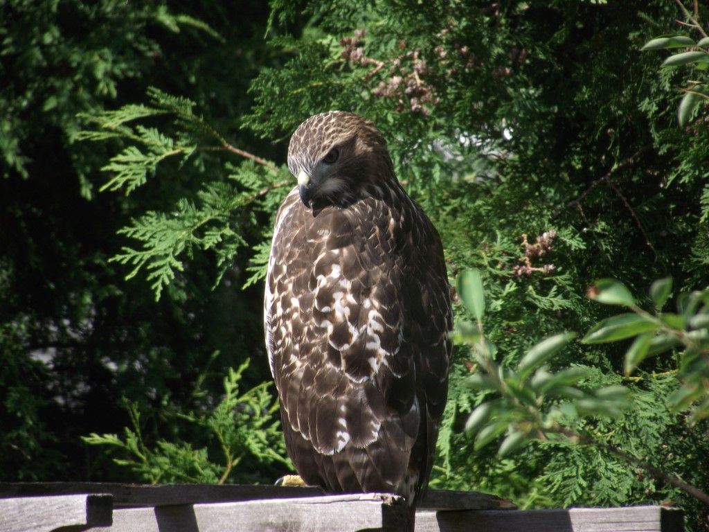 A bird is perched on a wooden railing with trees in the background.