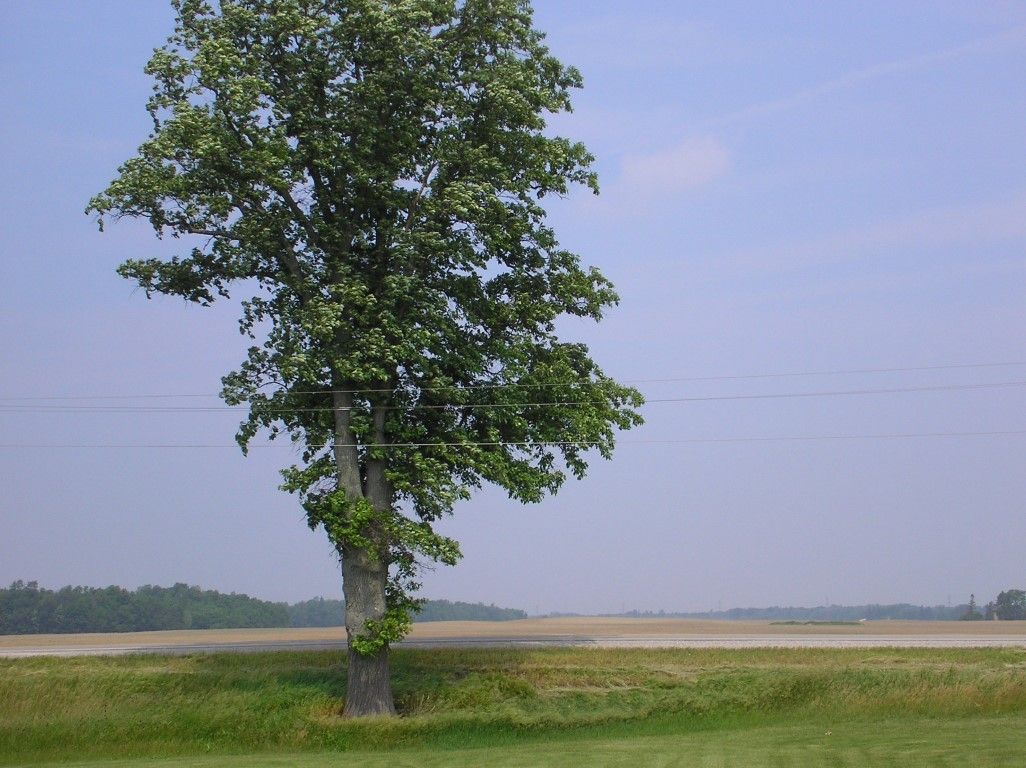 A tree in a field with a blue sky in the background