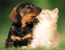 Puppy Playing With Kitten In A Garden