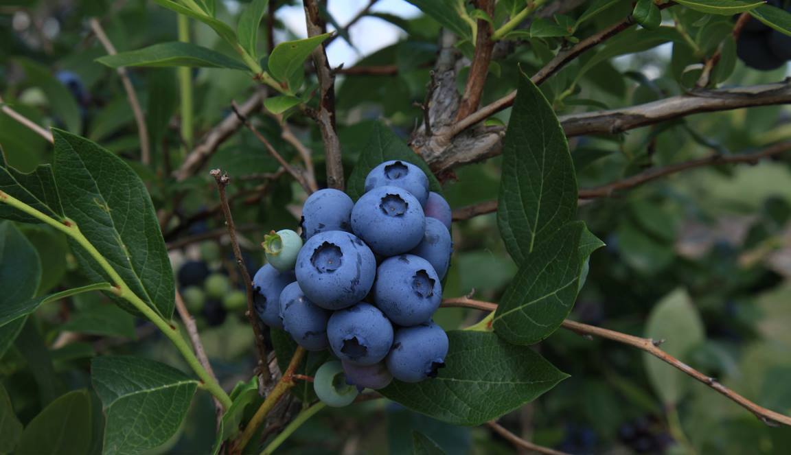 close up of fresh blueberries on the bush ready to be picked at isham family farm in vermont