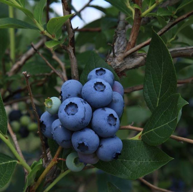 Ripe blueberries growing on a bush at Isham Family Farm.