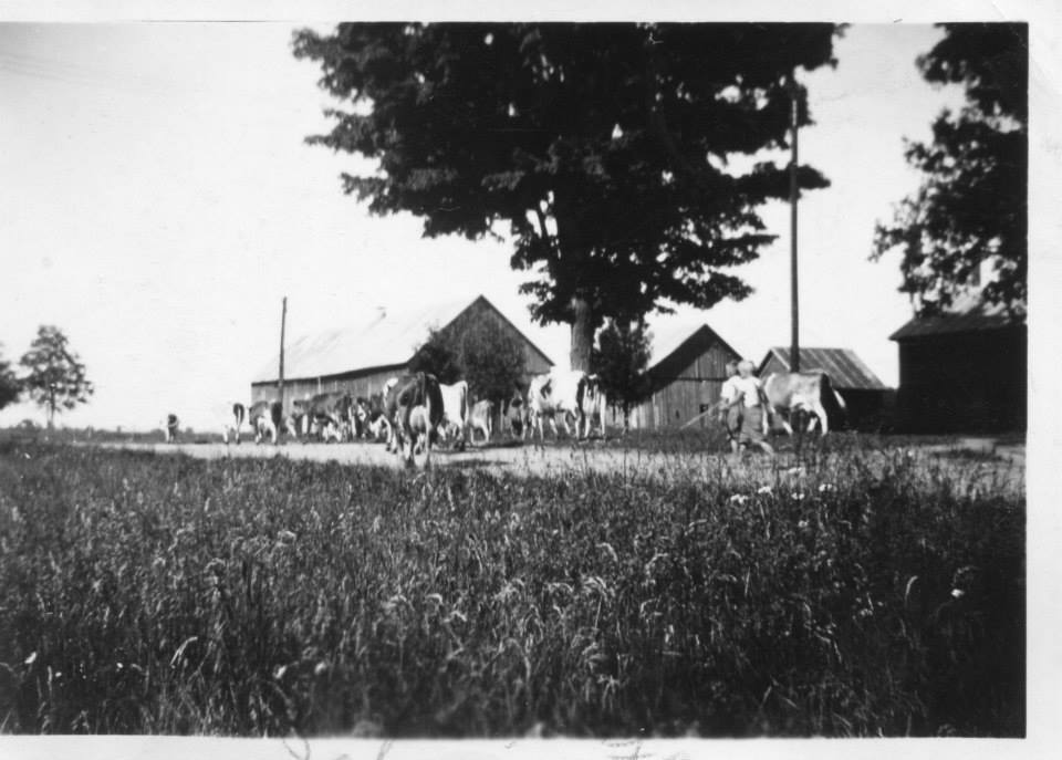 A historic black-and-white photo showing cows being herded down a road at Isham Family Farm, with barns in the background.