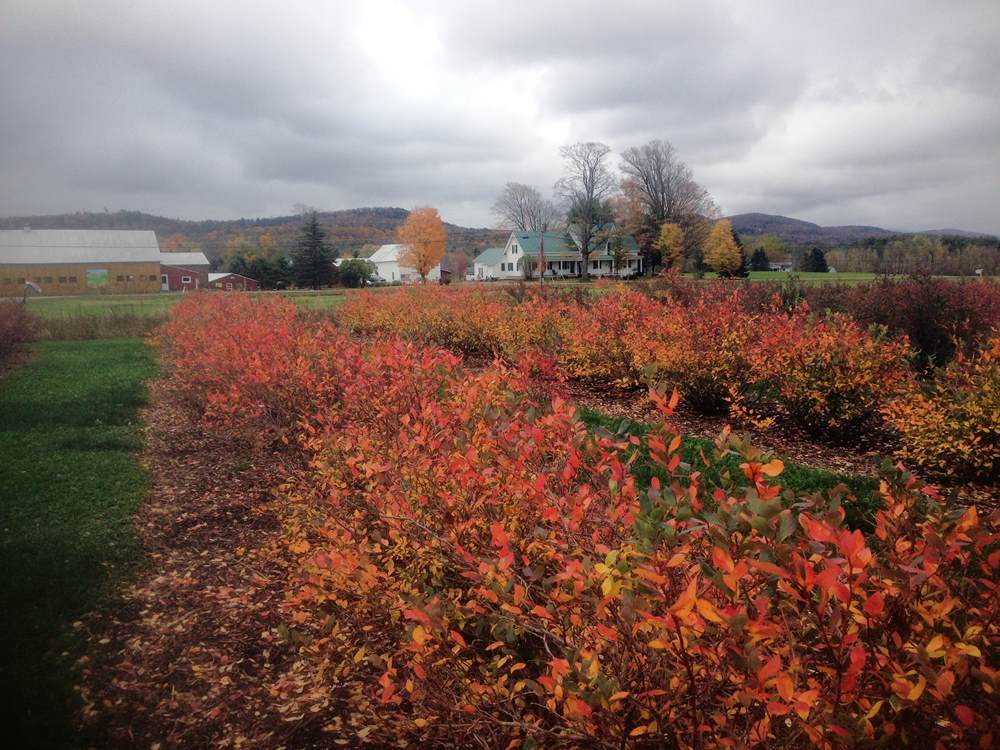 close up picture of isham family farms blueberry bushes in the fall
